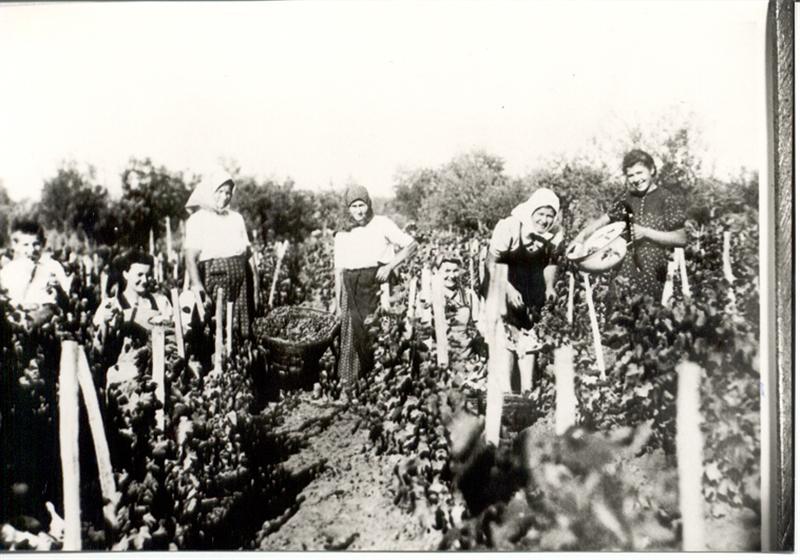 Alexanderhausen Tabakernte