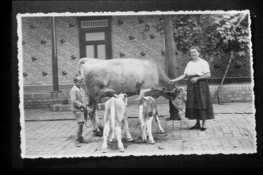 Billed Doppelkalbung 1940