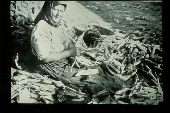 Hatzfeld Lieschen Mais