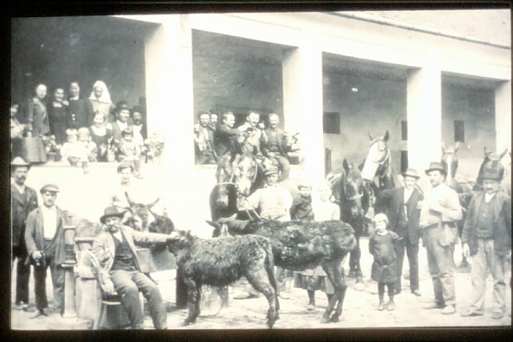 Hatzfeld Quitter Pitt mit Eseln