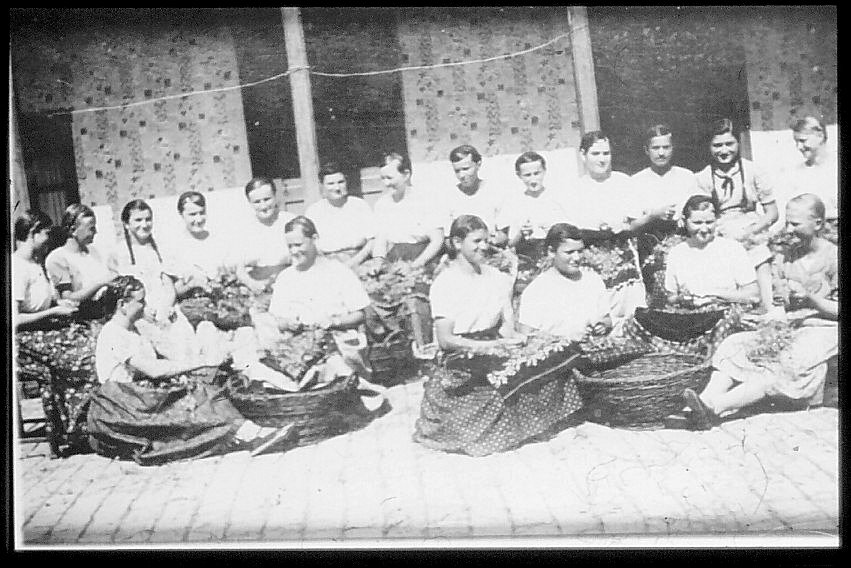 Johannisfeld Maedchengruppe bei Heilkraeuterreinigen 1936