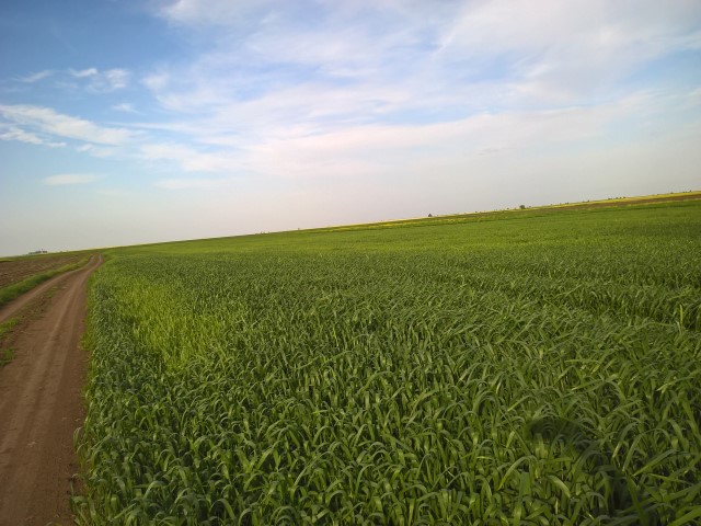 Dama -Dietlinde Huhn -Banat Fruehling 2017 (1)