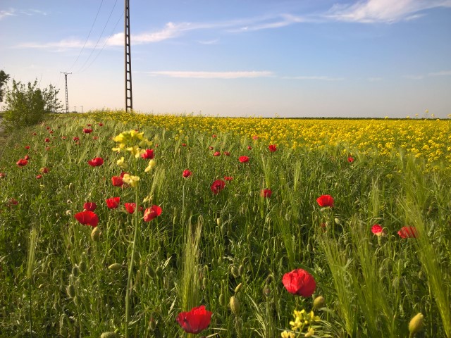 Dama -Dietlinde Huhn -Banat Fruehling 2017 (13)