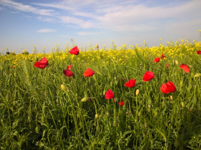 Dama -Dietlinde Huhn -Banat Fruehling 2017 (14)