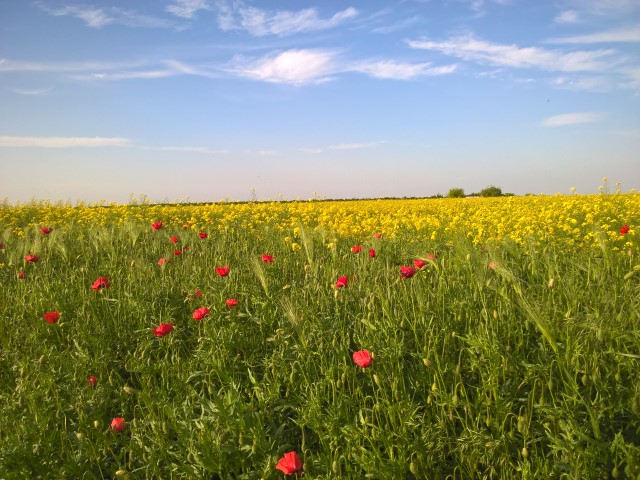 Dama -Dietlinde Huhn -Banat Fruehling 2017 (15)