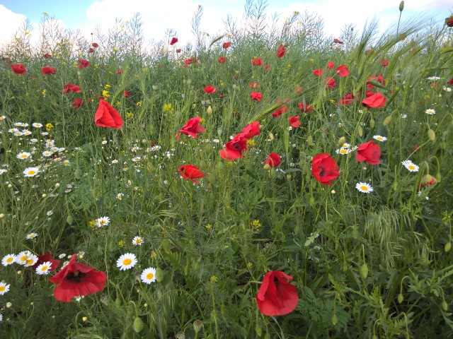 Dama -Dietlinde Huhn -Banat Fruehling 2017 (17)