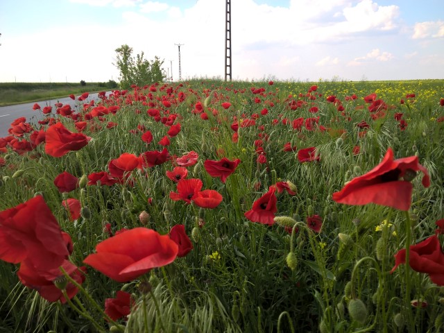 Dama -Dietlinde Huhn -Banat Fruehling 2017 (18)
