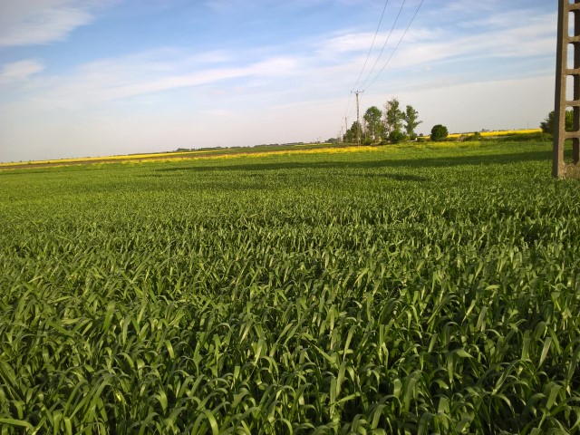 Dama -Dietlinde Huhn -Banat Fruehling 2017 (2)