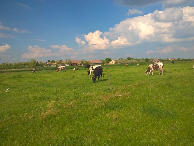 Dama -Dietlinde Huhn -Banat Fruehling 2017 (22)