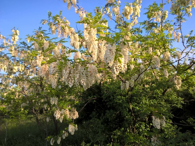 Dama -Dietlinde Huhn -Banat Fruehling 2017 (5)