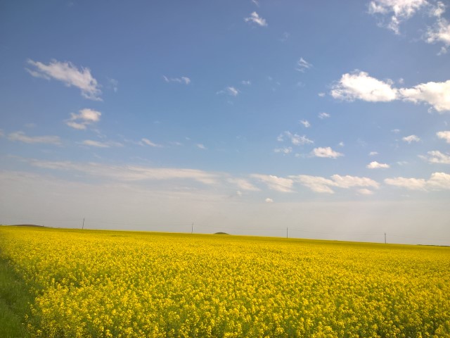 Dama -Dietlinde Huhn -Banat Fruehling 2017 (8)