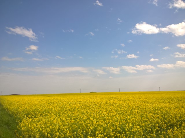 Dama -Dietlinde Huhn -Banat Fruehling 2017 (9)